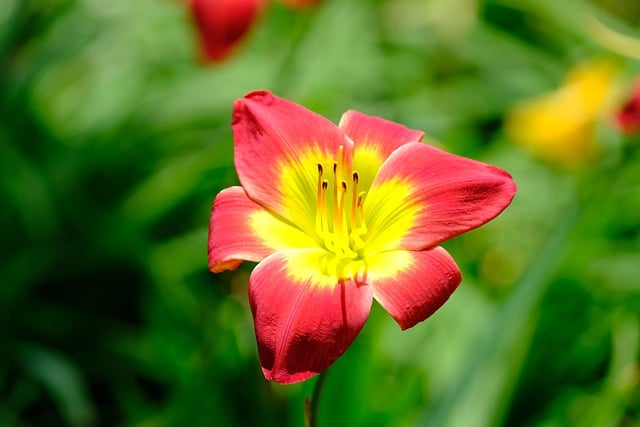 Free download amaryllis flower plant petals free picture to be edited with GIMP free online image editor