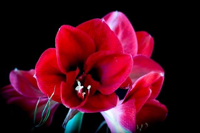 Free download amaryllis flower red flower petals free picture to be edited with GIMP free online image editor