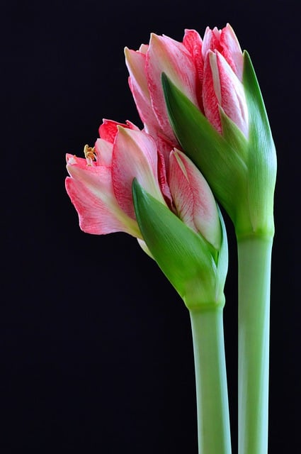 김프 무료 온라인 이미지 편집기로 편집할 수 있는 무료 다운로드 아마릴리스 꽃 핑크 꽃 무료 사진