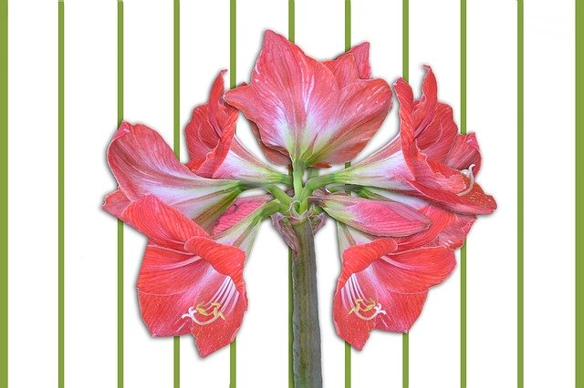 Free download Amaryllis Flowers Plant -  free illustration to be edited with GIMP free online image editor