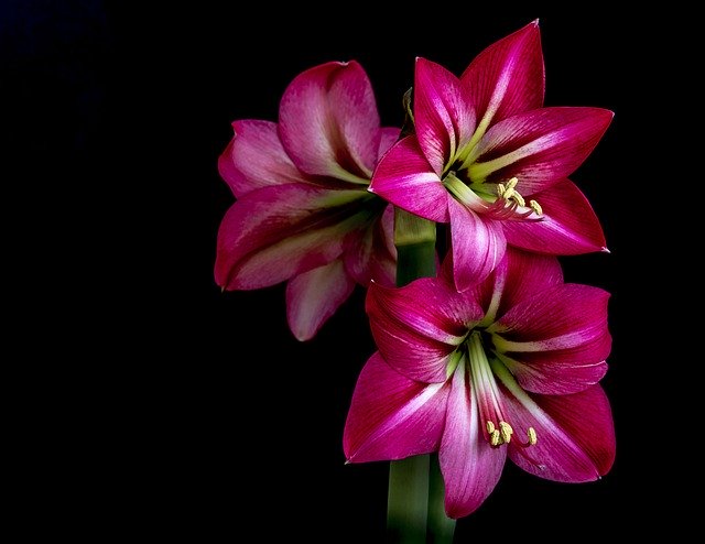 Free download Amaryllis Hippocampus Red -  free photo or picture to be edited with GIMP online image editor