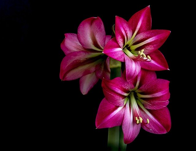 Unduh gratis Amaryllis Hippocampus Red - foto atau gambar gratis untuk diedit dengan editor gambar online GIMP