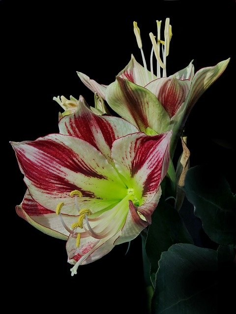Free download Amaryllis Knights Star Hippeastrum -  free free photo or picture to be edited with GIMP online image editor