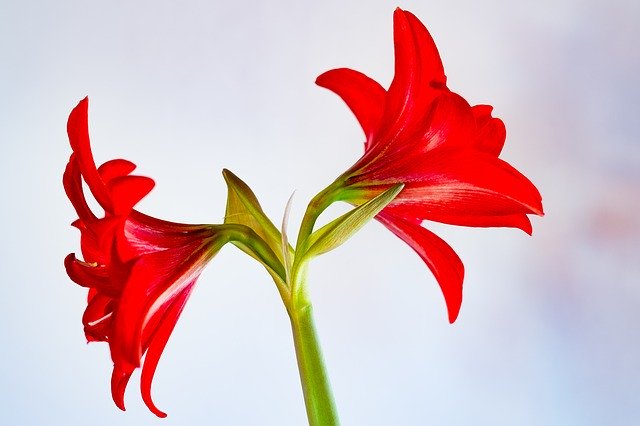 Free download Amaryllis Nature Plant -  free photo or picture to be edited with GIMP online image editor