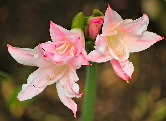 Template Photo Amaryllis Pink Flower -  for OffiDocs