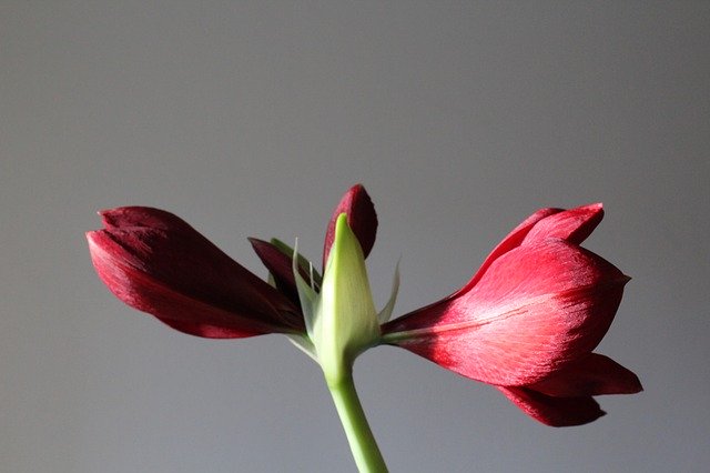 Gratis download Amaryllis Plant Blossom - gratis foto of afbeelding om te bewerken met GIMP online afbeeldingseditor