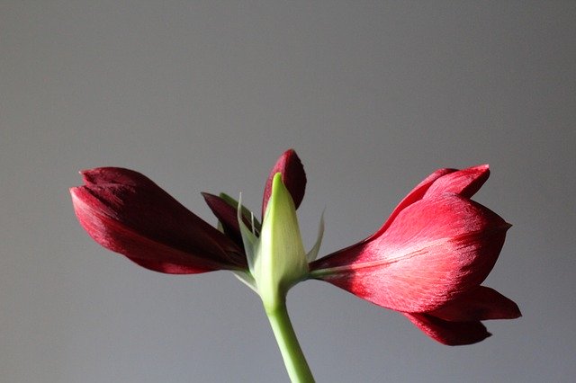 Free download Amaryllis Plant Blossom -  free photo or picture to be edited with GIMP online image editor