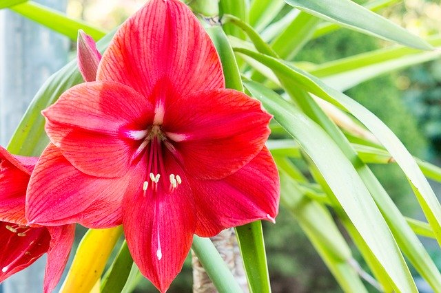 Free download Amaryllis Red Blossom -  free photo or picture to be edited with GIMP online image editor