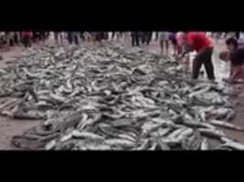 Free download Amazing fishing videos of kerala free photo or picture to be edited with GIMP online image editor