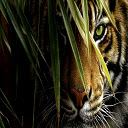 Amazing Tiger for 1366 X 768 resolution  screen for extension Chrome web store in OffiDocs Chromium