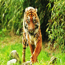 Amazing Tiger Theme  screen for extension Chrome web store in OffiDocs Chromium