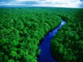 Free download amazon-forest-hd-pictures-2 free photo or picture to be edited with GIMP online image editor