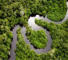 Free download amazonia1 free photo or picture to be edited with GIMP online image editor