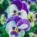 A Medley of Viola Blooms  screen for extension Chrome web store in OffiDocs Chromium