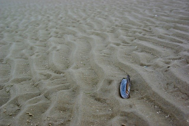 Free download Ameland Netherlands Shell -  free photo or picture to be edited with GIMP online image editor