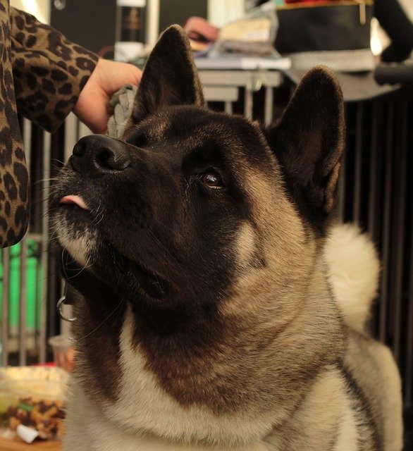 Muat turun percuma American Akita Dogshow Large - foto atau gambar percuma untuk diedit dengan editor imej dalam talian GIMP