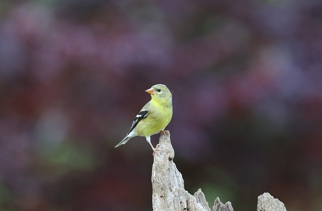 Free download american goldfinch finch bird free picture to be edited with GIMP free online image editor