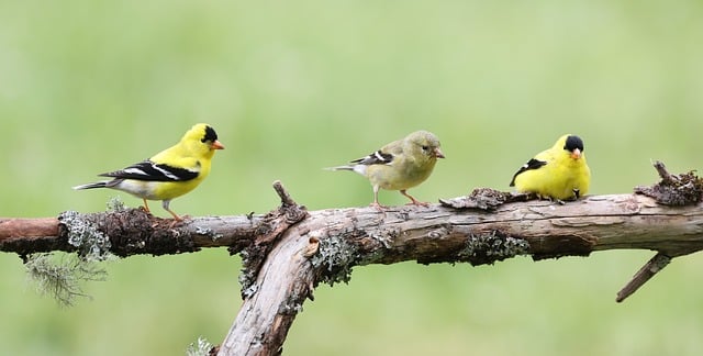 Free download american goldfinch goldfinch birds free picture to be edited with GIMP free online image editor