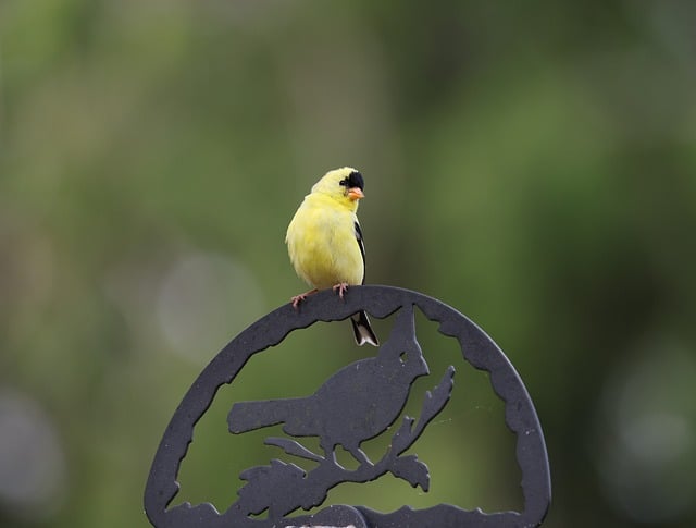 Free download american goldfinch goldfinch nature free picture to be edited with GIMP free online image editor