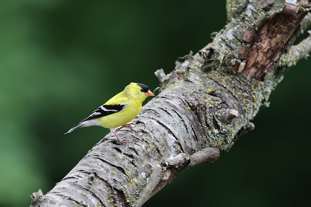 Free download american goldfinch nature bird free picture to be edited with GIMP free online image editor