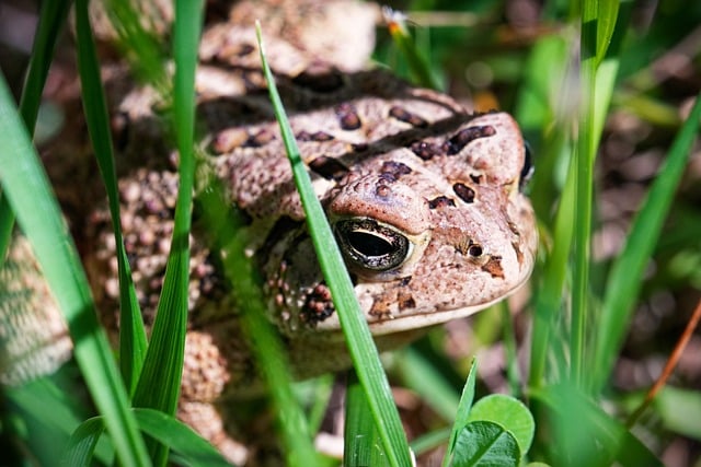 Free download american toad amphibian toad animal free picture to be edited with GIMP free online image editor