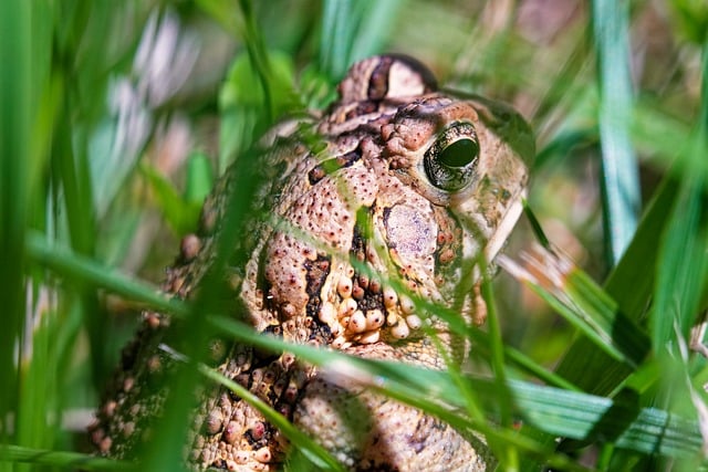 Free download american toad amphibian wildlife free picture to be edited with GIMP free online image editor