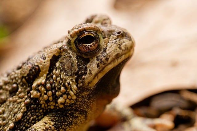Free download american toad toad amphibian free picture to be edited with GIMP free online image editor