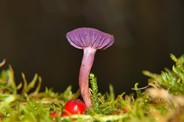 Téléchargement gratuit d'une image gratuite de chapeau de champignon comestible en laque améthyste à modifier avec l'éditeur d'images en ligne gratuit GIMP