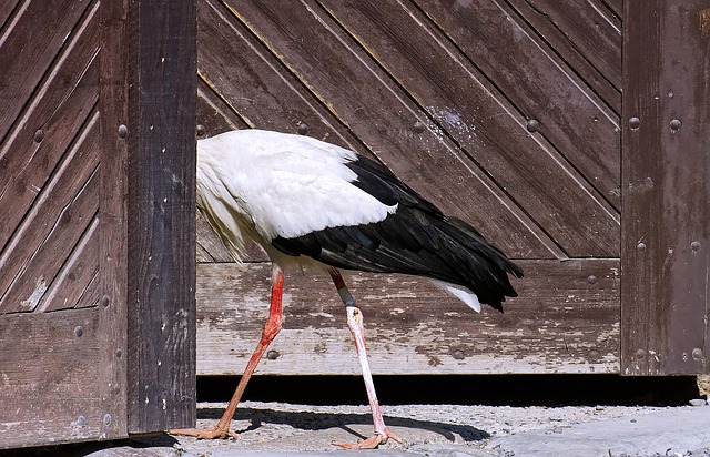 Free download am gone stork wing birds plumage free picture to be edited with GIMP free online image editor