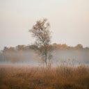 A Misty Field  screen for extension Chrome web store in OffiDocs Chromium