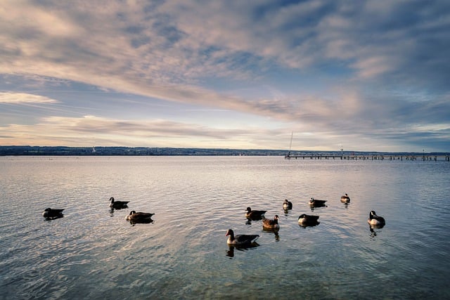 Free download ammersee lake geese water bavaria free picture to be edited with GIMP free online image editor