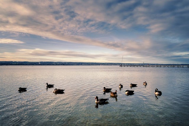 Bezpłatne pobieranie ammersee lake geese water bawaria darmowe zdjęcie do edycji za pomocą darmowego edytora obrazów online GIMP