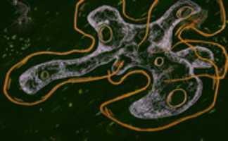 Free download amoeba free photo or picture to be edited with GIMP online image editor