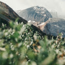 A Mountainside in Jasper National Park  screen for extension Chrome web store in OffiDocs Chromium