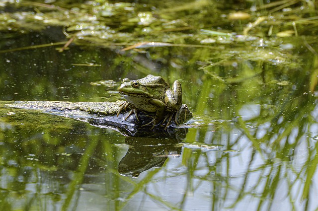 Free download amphibian animal pond frog pond free picture to be edited with GIMP free online image editor