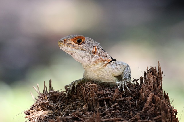 Free download amphibian chameleon nature animal free picture to be edited with GIMP free online image editor
