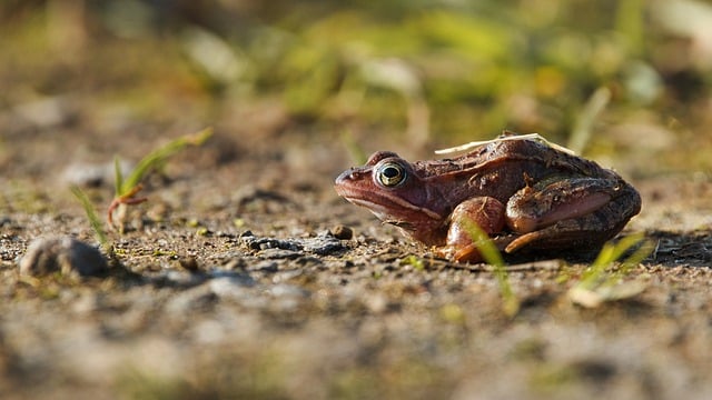 Free download amphibian frog animal nature free picture to be edited with GIMP free online image editor