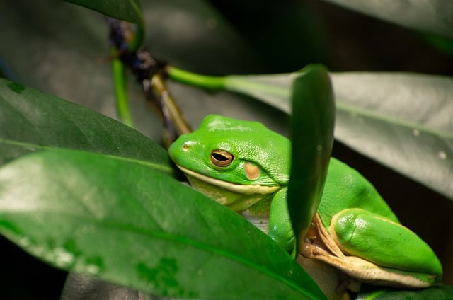 Free download amphibian frog toad nature free picture to be edited with GIMP free online image editor