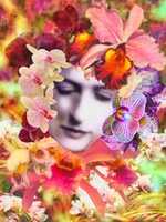 Free download A Muse Among Orchids free photo or picture to be edited with GIMP online image editor