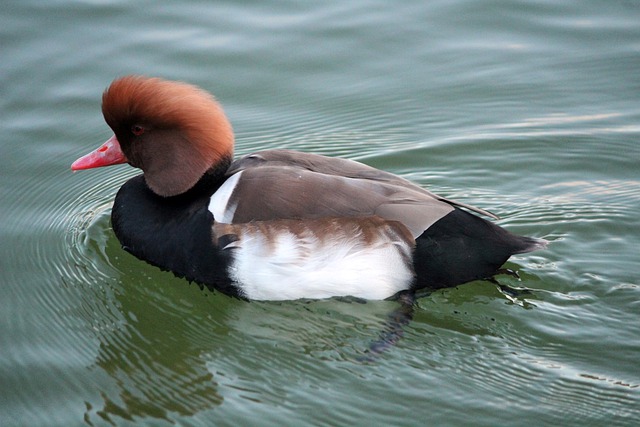 Free download anade pato colorado anatida free picture to be edited with GIMP free online image editor