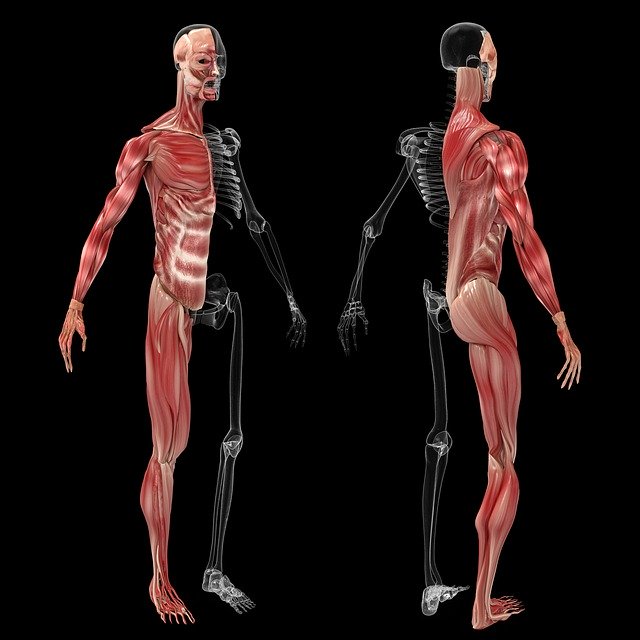 Bezpłatne pobieranie Anatomy Muscle Human - bezpłatna ilustracja do edycji za pomocą bezpłatnego internetowego edytora obrazów GIMP
