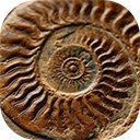 ancient ammonite fossil extinct animal shell spiral pattern discovery  screen for extension Chrome web store in OffiDocs Chromium