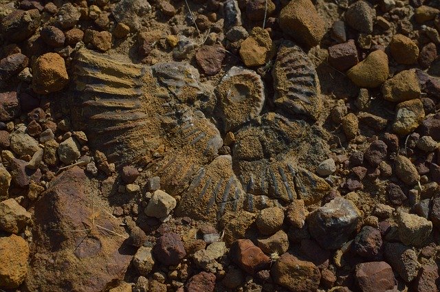 Free download Ancient Aquatic Fossil Kutch -  free photo or picture to be edited with GIMP online image editor