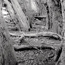 Ancient Black and White Forest  screen for extension Chrome web store in OffiDocs Chromium