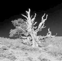 Free download Ancient Bristlecone Pine Tree Monochrome free photo or picture to be edited with GIMP online image editor