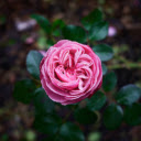 Ancient rose  screen for extension Chrome web store in OffiDocs Chromium