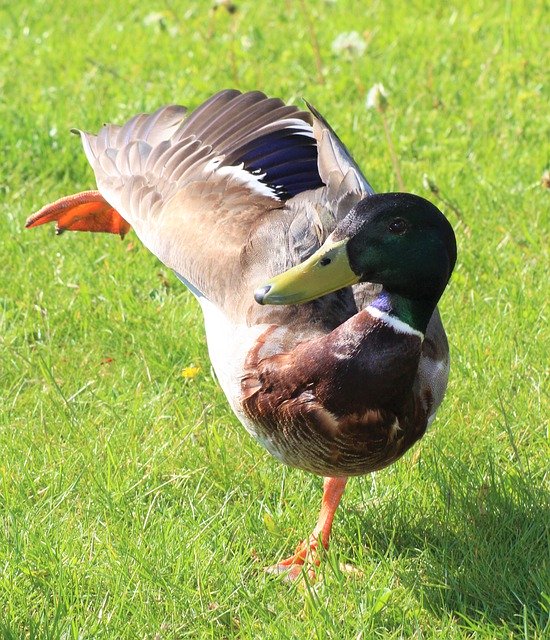 تنزيل مجاني And Bird Funny A - صورة مجانية أو صورة مجانية ليتم تحريرها باستخدام محرر الصور عبر الإنترنت GIMP