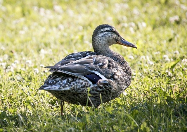 Скачать бесплатно And Duck Bird - бесплатное фото или изображение для редактирования с помощью онлайн-редактора изображений GIMP