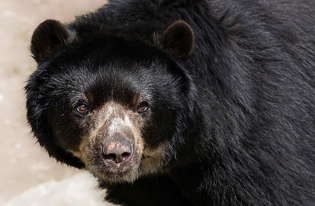 Free download andean bear spectacled bear animal free picture to be edited with GIMP free online image editor