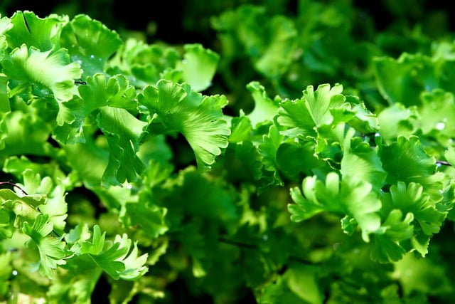 Free download andiantum flora leaves green free picture to be edited with GIMP free online image editor
